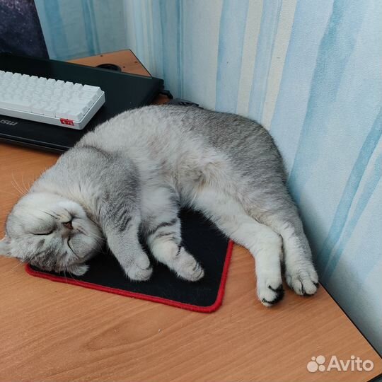 Котик в добрые руки