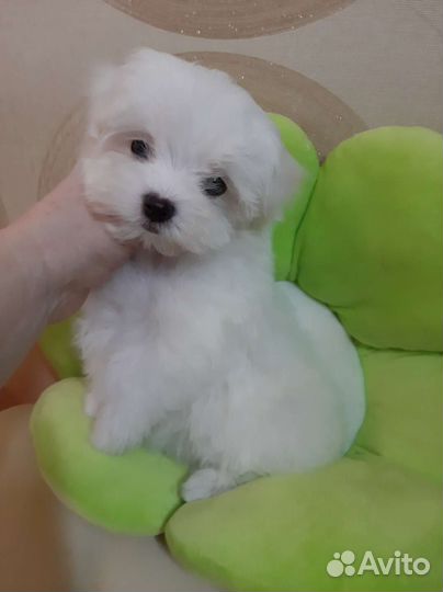 Мальтийская болонка. Мальтезе. Щенки. Мини. Микро