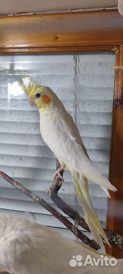 Попугай корелла мальчик