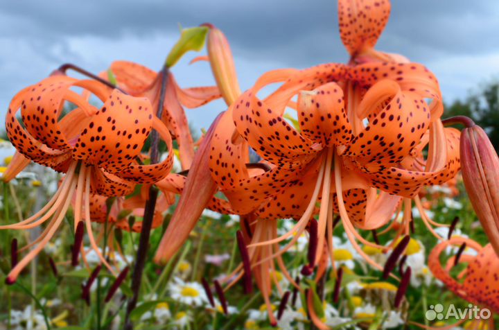 Цветы для дачи