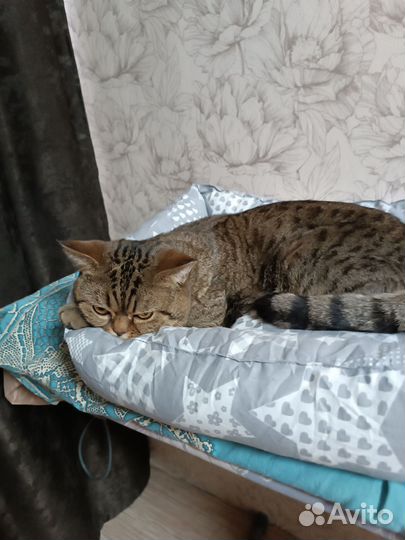 Отдам кота