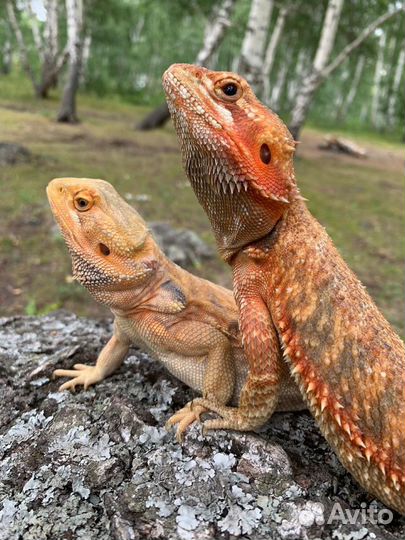 Передержка животных