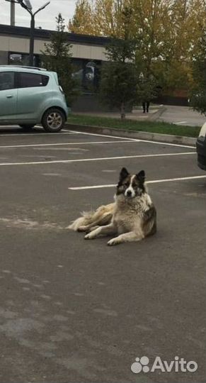 Собаки бесплатно