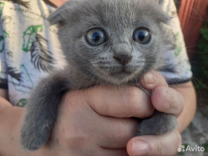 Котята шотландскийе в добрые руки