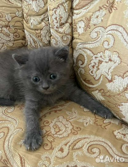 Котята от шотландской вислоухой мамы