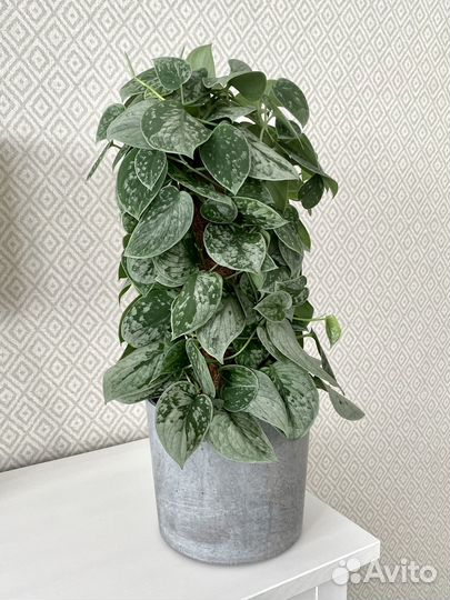 Сциндапсус Сильвери Энн