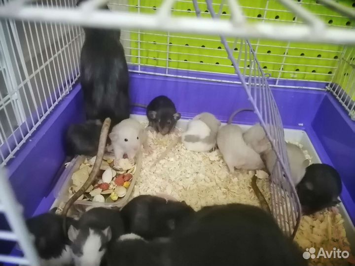 Крыса дамбо