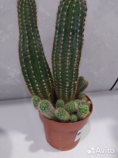 Отростки кактусов