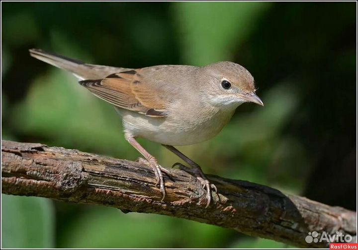 Певчие птички