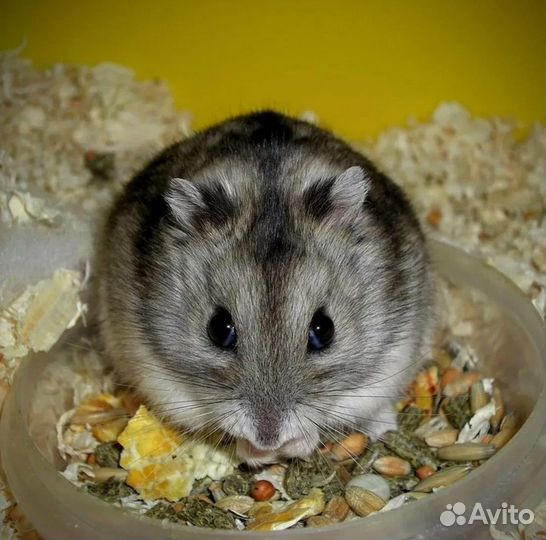 Джунгарский хомяк