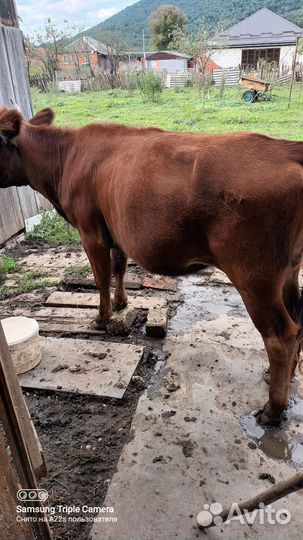 Телки стельные