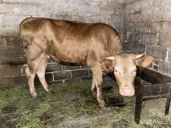 Телка стельная