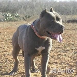 Передержка животных