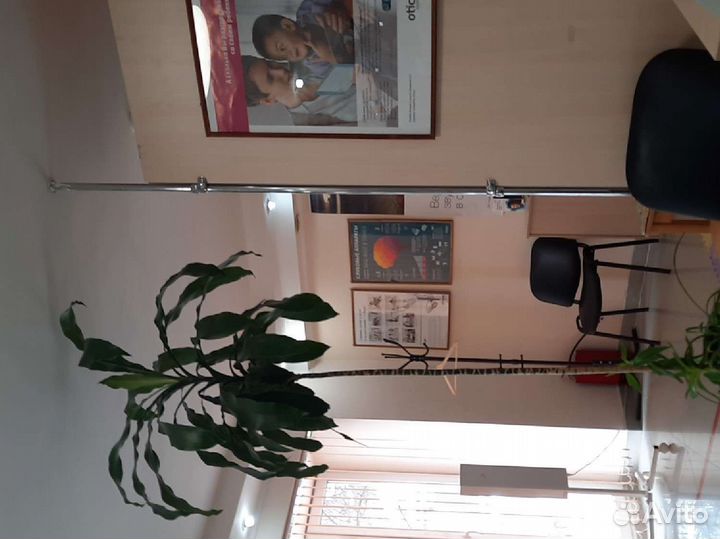 Пальмовидная драцена 2,7 м