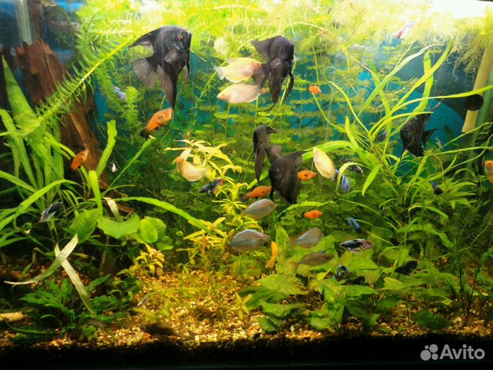 Чистка и обслуживание аквариума