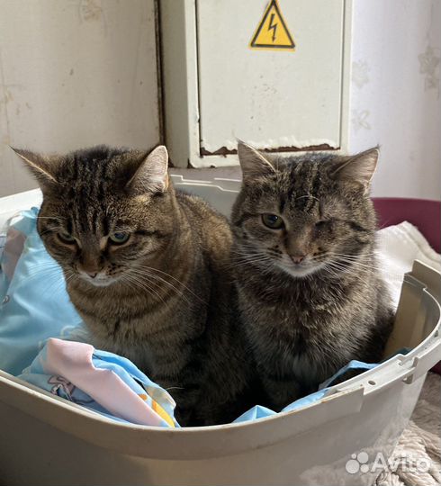 Котики в приюте
