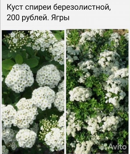 Спирея березолистная, куст