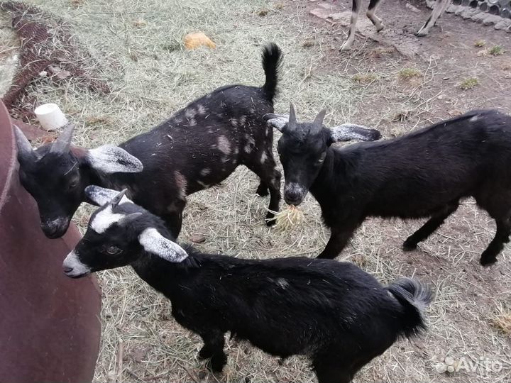 Англо нубийские козы