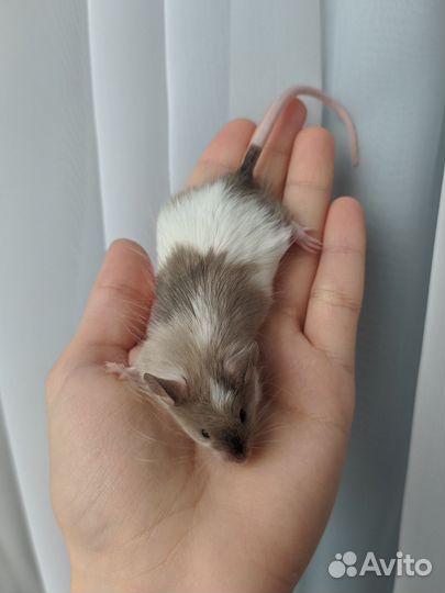 Декоративные мыши
