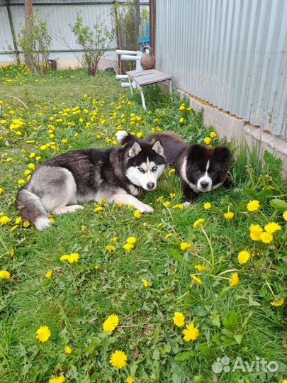 Щенок Хаски