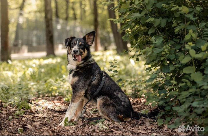 Бордер-колли метис в добрые руки