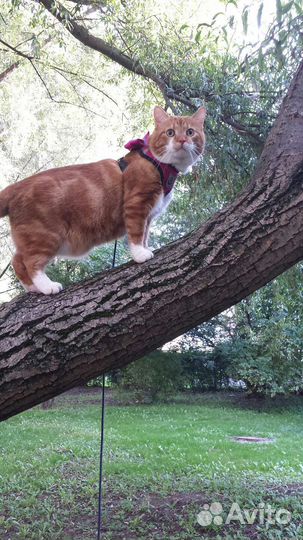 Подарю кота