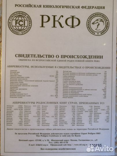 Домашние животные собаки щенки