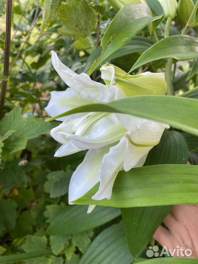 Букет из лилий