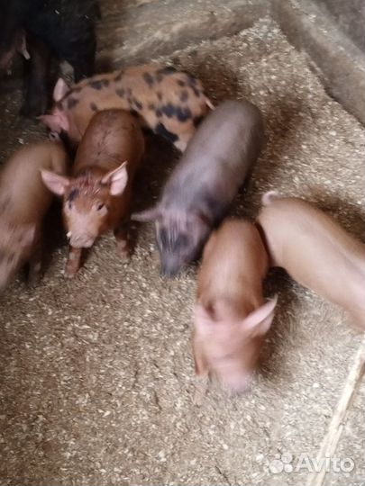Поросята породы дюрок