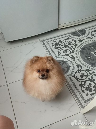 Померанский шпиц мальчик