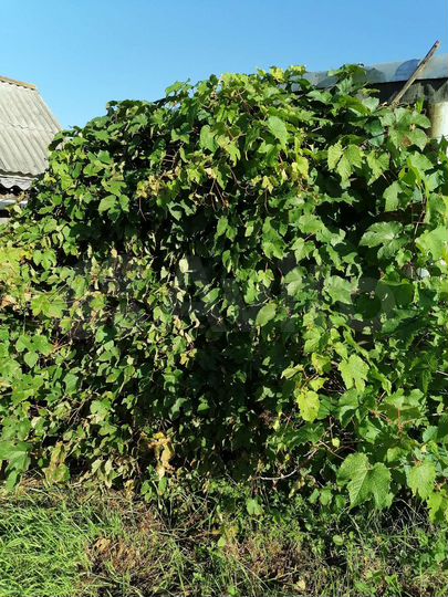 Дом 39,1 м² на участке 20 сот.