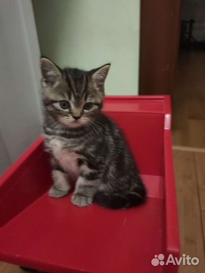 Шотландский кот