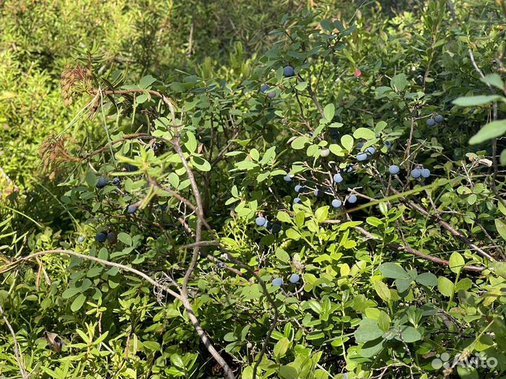 Озеро «Нюхти»