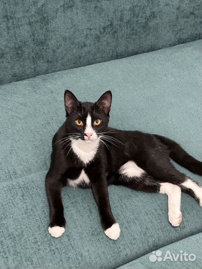 Котёнок 5 месяцев