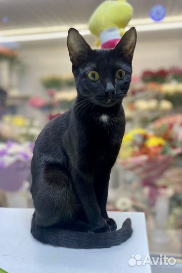 Бенгальские котята