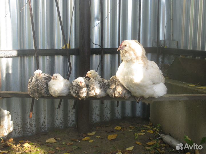 Яйцо инкубационное цыплята фавероль