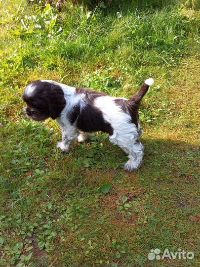 Щенки кокер спаниеля