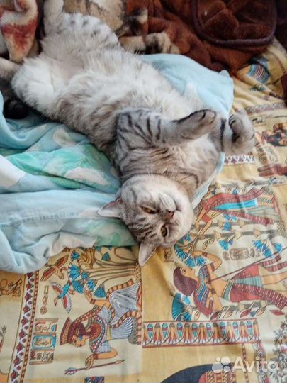 Шотландский кот