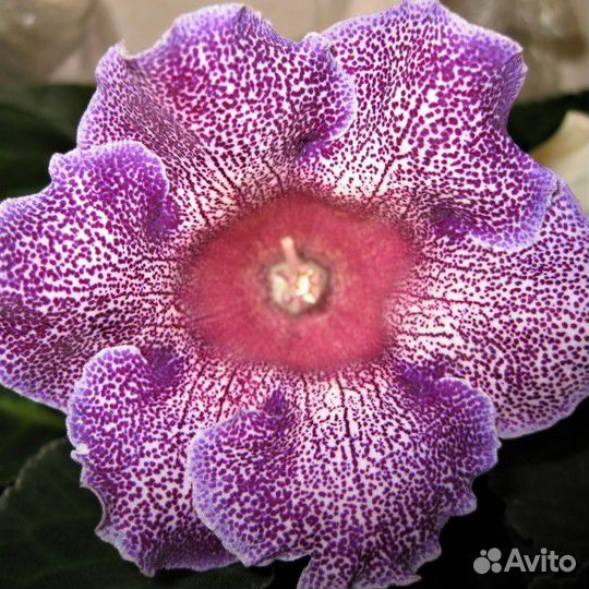Глоксиния Сливовый ситец