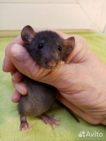 Крыса дамбо