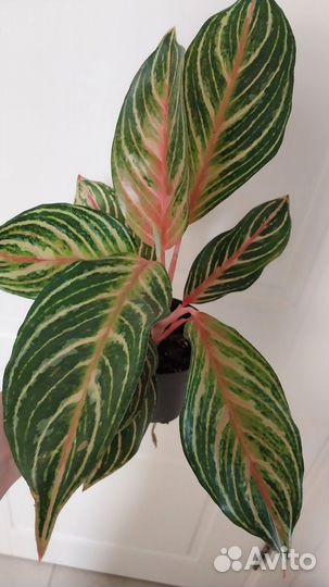 Аглаонемы сортовые, подарок на день рождения