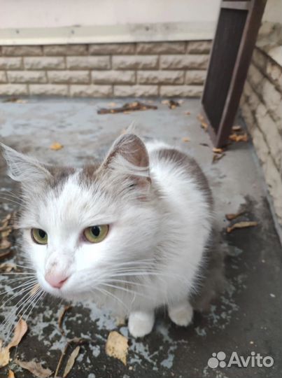 Кошка