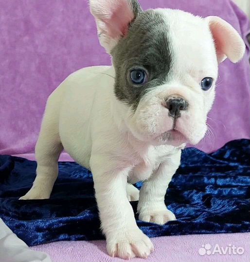 Французский бульдог щенки голубой