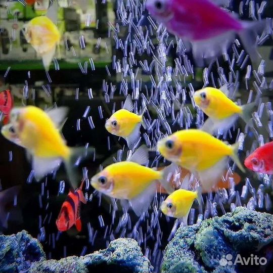 Аквариумные рыбки