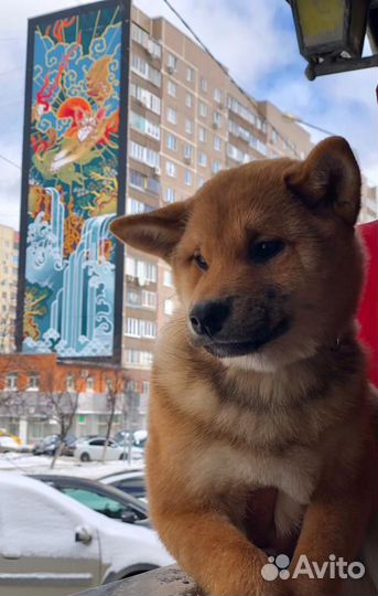 Щенки сиба ину