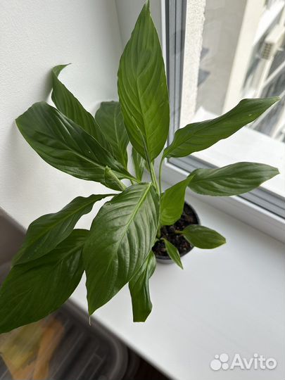 Спатифиллум