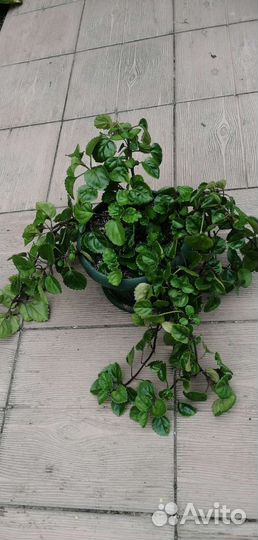 Плектрантус