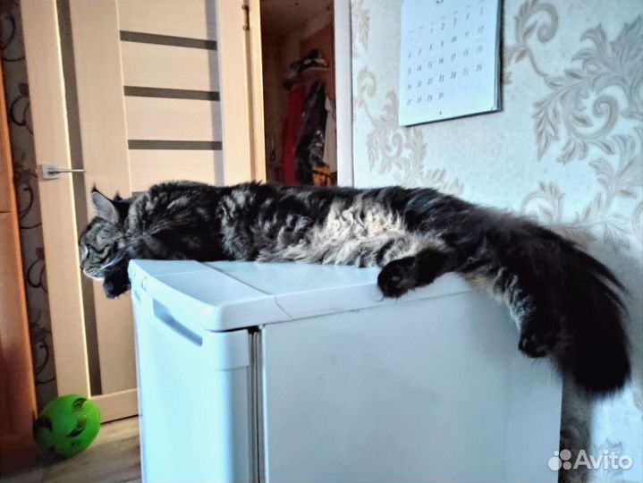 Кот для вязки