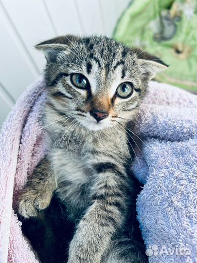 Котёнок мальчик