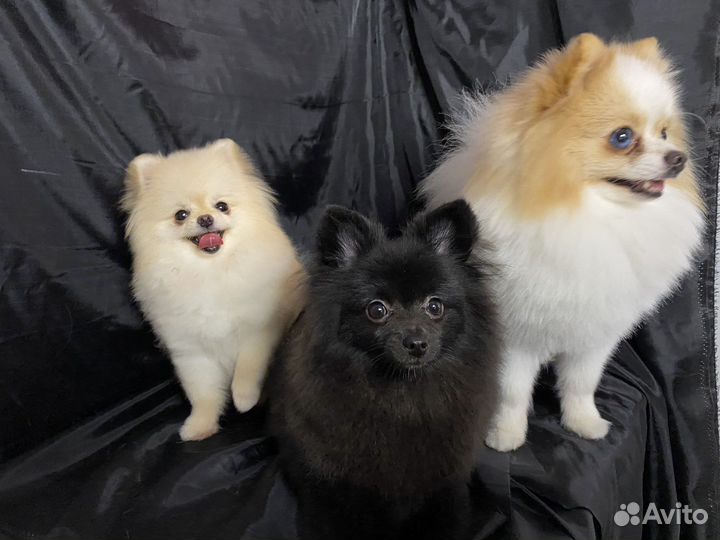 Стрижка собак, экспресс-линька. Грумер